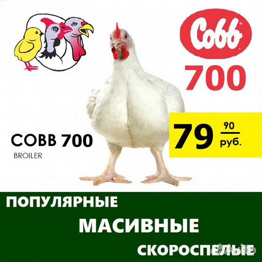 Бройлеры Кобб 700