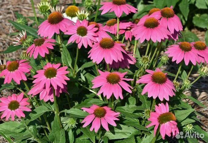 Эхинацея