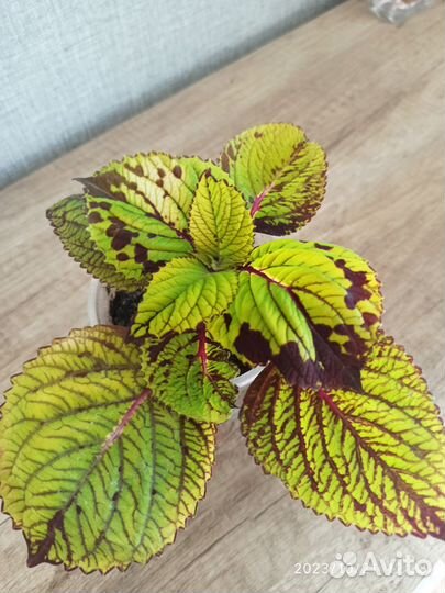 Ажурные чулочки Колеус