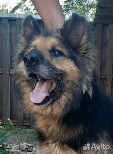 Немецкая овчарка в добрые руки