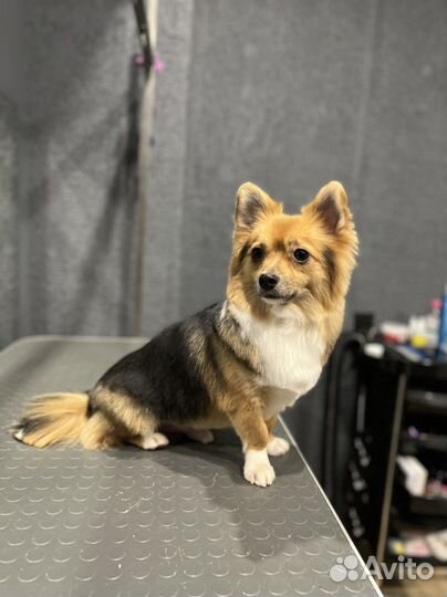 Стрижка кошек и собак, качественный груминг