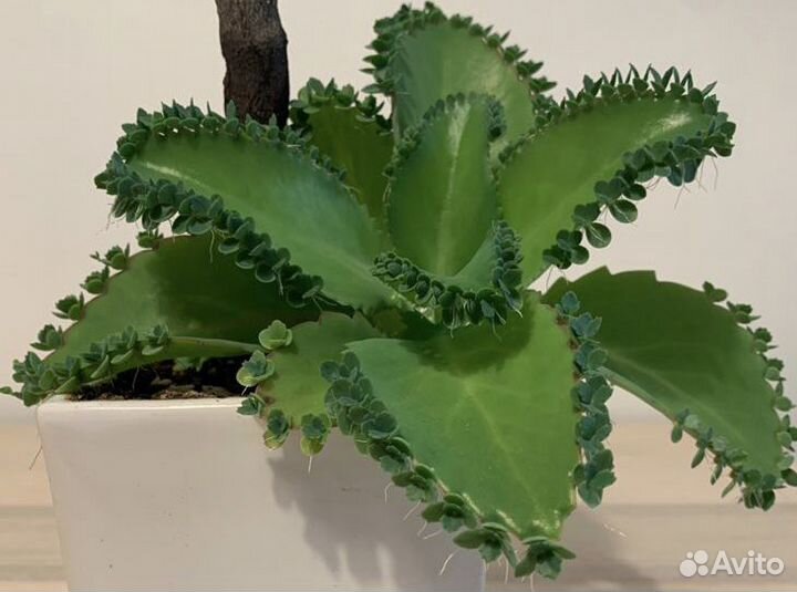 Каланхоэ (бриофиллум дегремона) лечебное