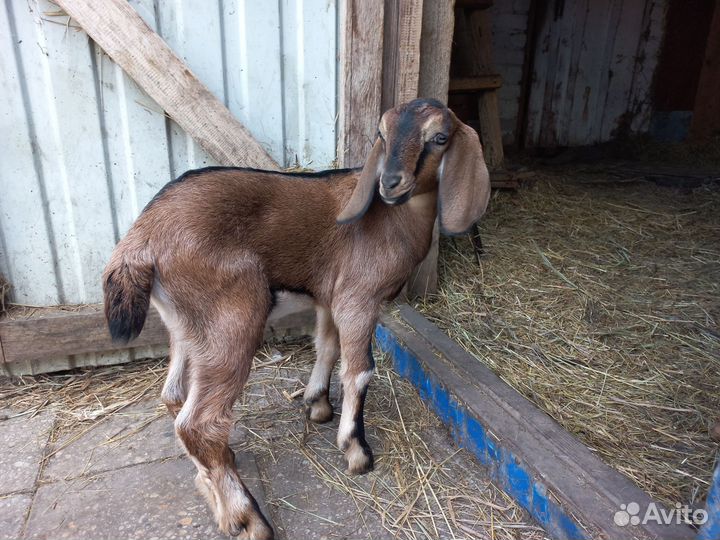Англо нубийские козы
