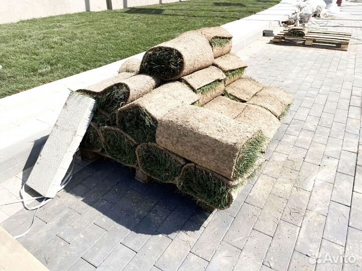 Газонная трава в рулонах от производителя