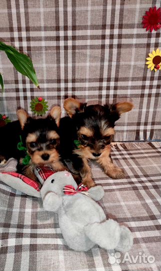 Щенки мини йорка