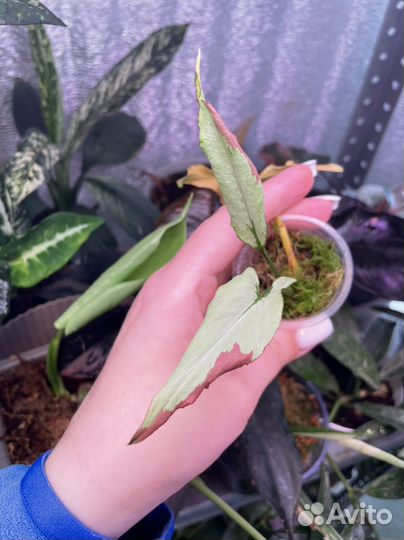 Сингониум OrmNagpum var (Пинк Салмон)