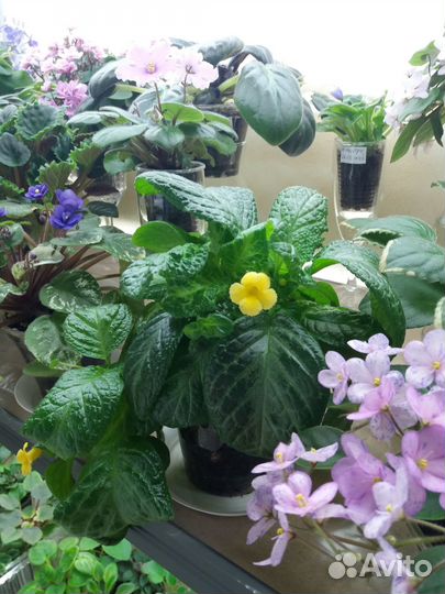 Эписция взрослая, цветущая. Аихризон