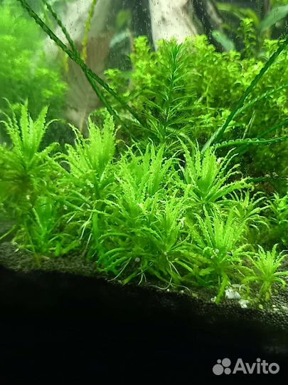 Креветки Амано (аманки), растения