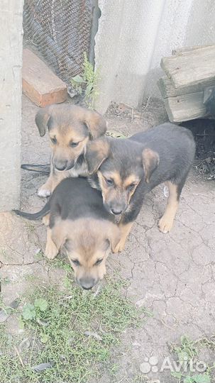 Девочки дворовые