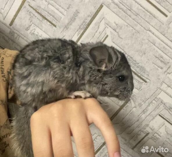 Шиншилла
