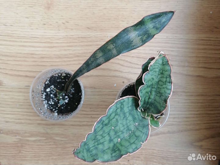 Суккуленты