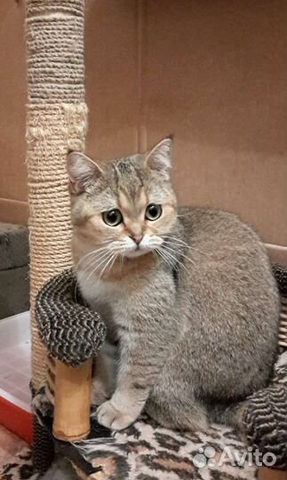 Продажа кошек и котят