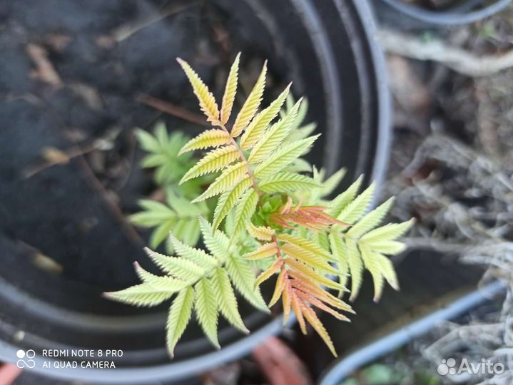 Рябинник рябинолистный