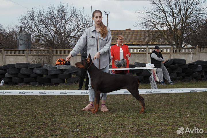 Кинолог, дрессировка собак. Хендлер