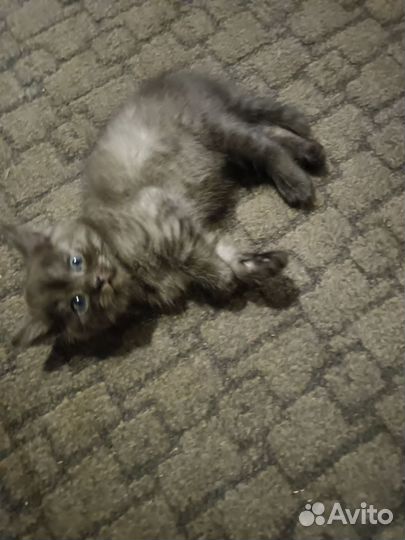 Домашние животные котята