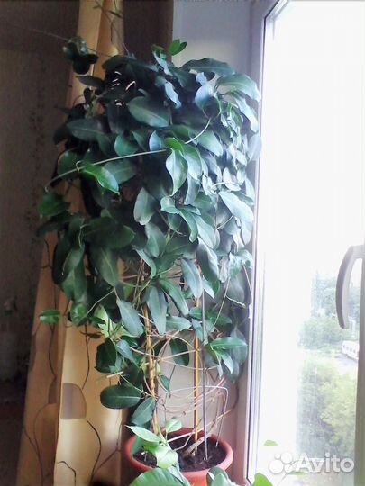 Стефанотис