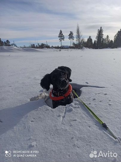 Выгул собак