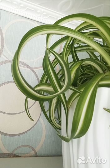 Хлорофитум кудрявый