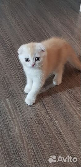 Котик беби-фейс