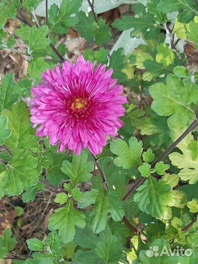 Многолетние цветы для сада