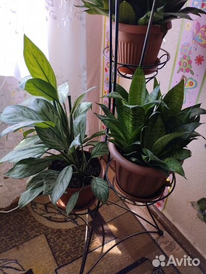 Цена 22 09 Стойка под цветы с цветами