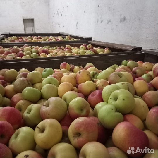 Яблоко 2 сорт