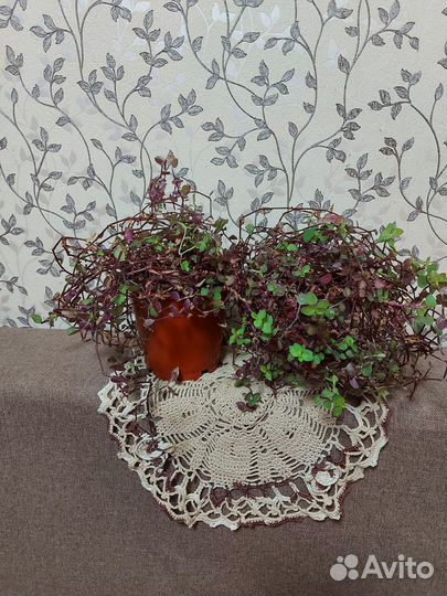 Комнатные растения