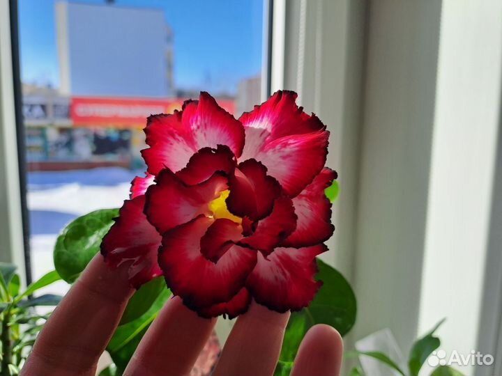 Адениум Pandora