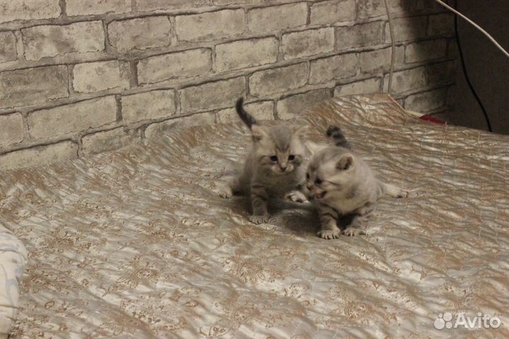 Прелестные котята в добрые руки