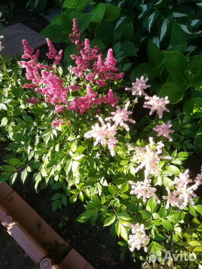 Астильбы,Лиатрис,Гайлардия