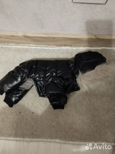 Одежда для маленьких собак