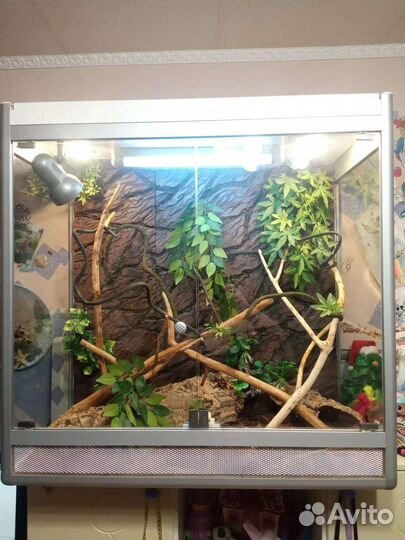 Террариум огромный со всем содержимым