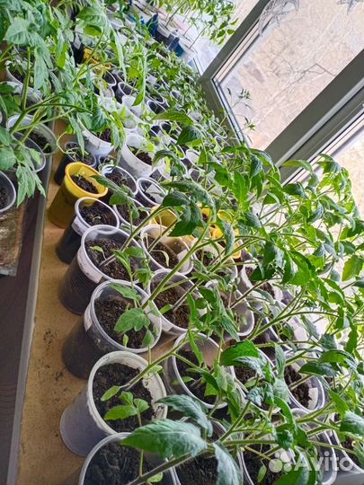 Рассада помидор и перцев