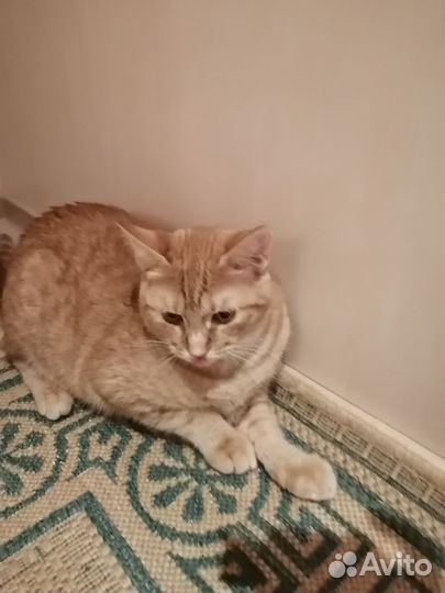 Котик в дар