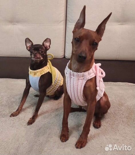 Жилетка вязаная для собачки