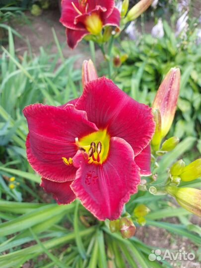 Лилейники сортовые