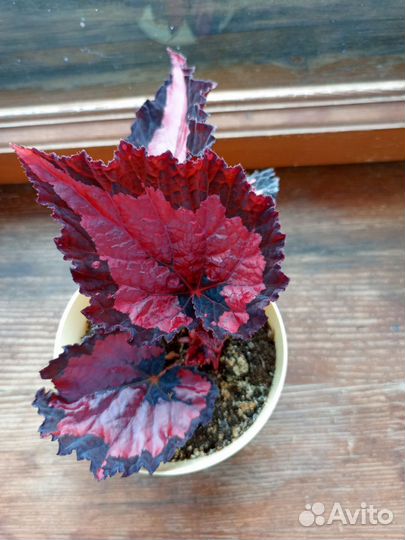 Комнатные цветы