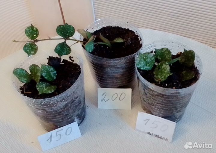 Хойи миники - милашки