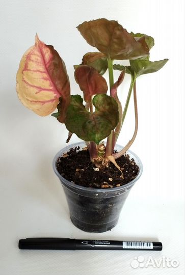 Сингониумы сортовые - 2