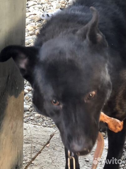 Собаки бесплатно в добрые руки