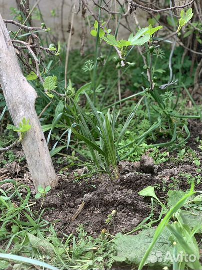 Пальма веерная