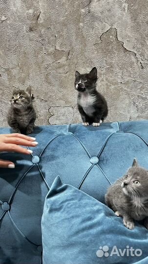 Котятам 1,5 месяца,кушают сами,игривые