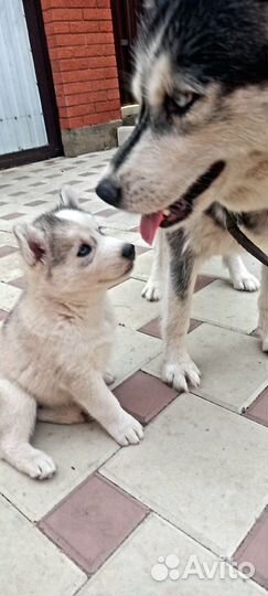 Щенки сибирской хаски
