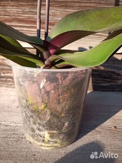 Орхидея фаленопсис Элегант Хеппи Энджел