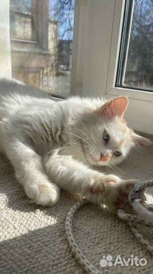 Кошка в добрые руки