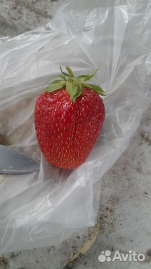 Рассада клубники