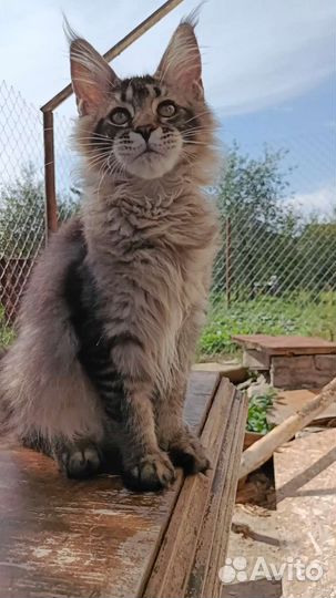 Котята мейн-кун с документами