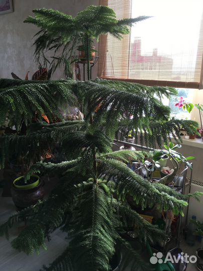 Араукария местная, хвойное домашнее большое 160см