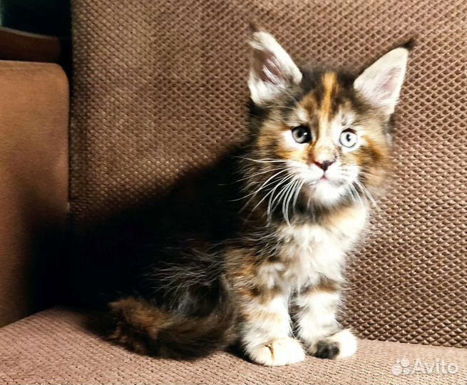 Котята мейн-кун