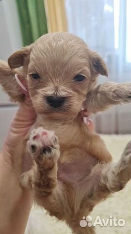 Мальтипу mini девочки и мальчики